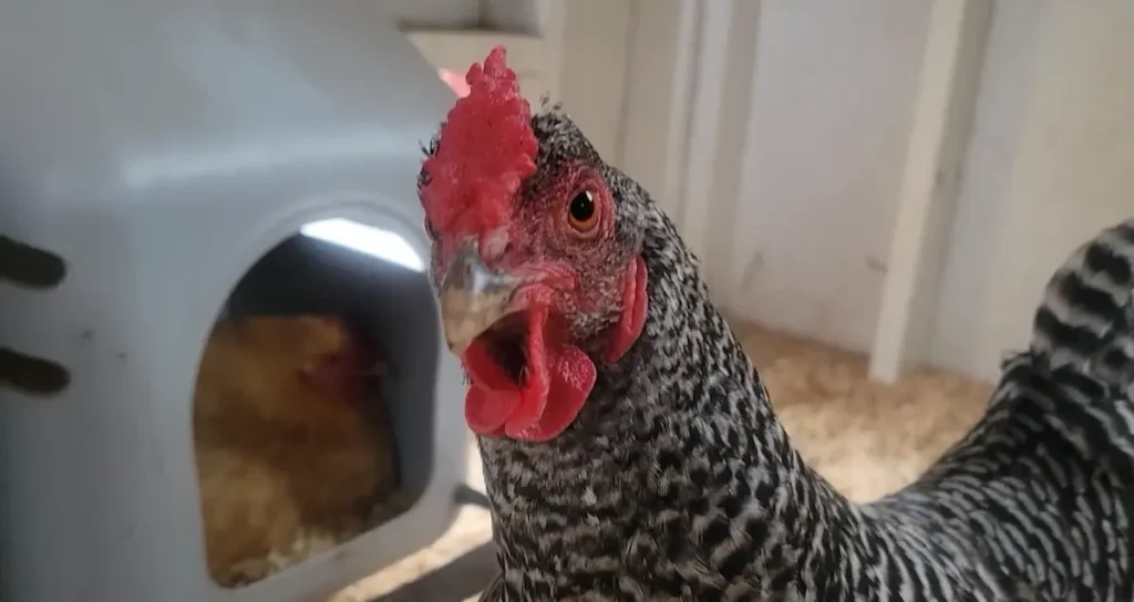 Dominiques are ideal for a beginner flock