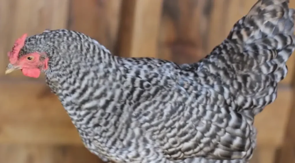 Traits of Dominiques