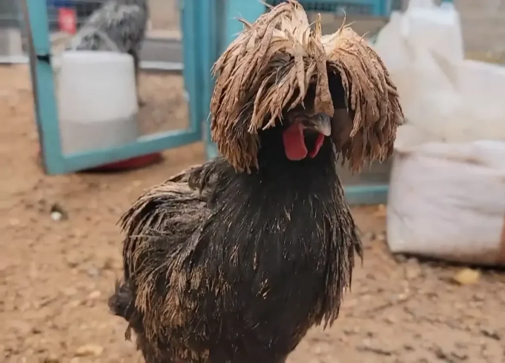 Polish Chickens: A Living Work of Art