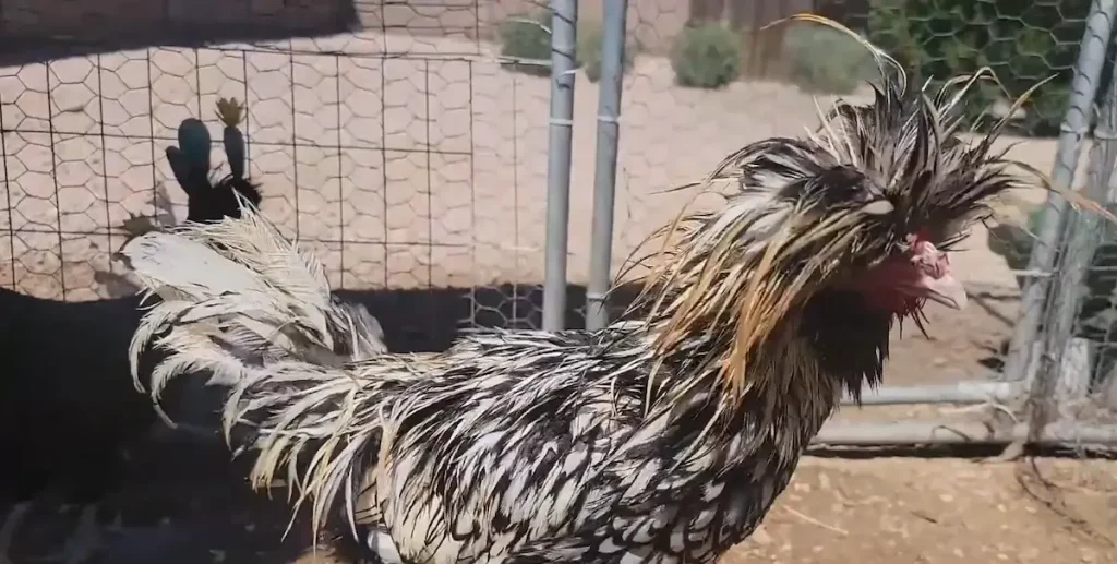 A Glimpse into the Rich History and Origins