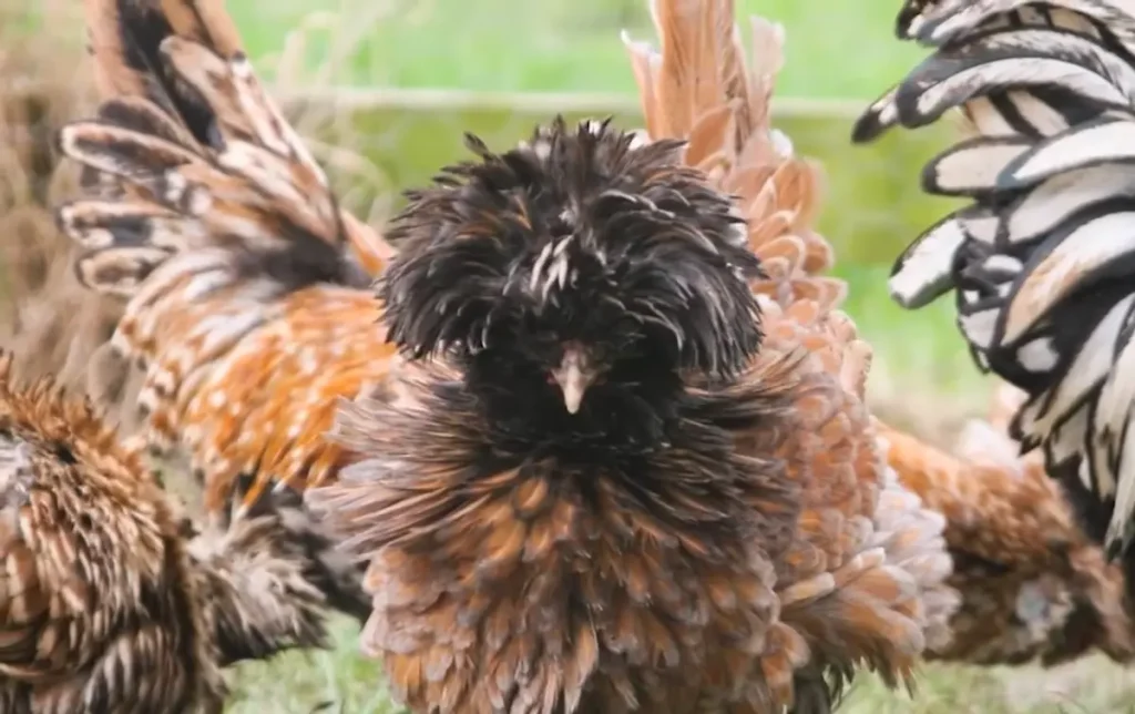 Introduction to Polish Chickens in Different Regions