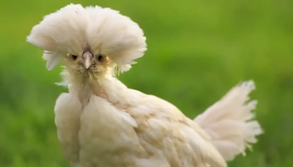 Fascination and Popularity of Polish Chickens
