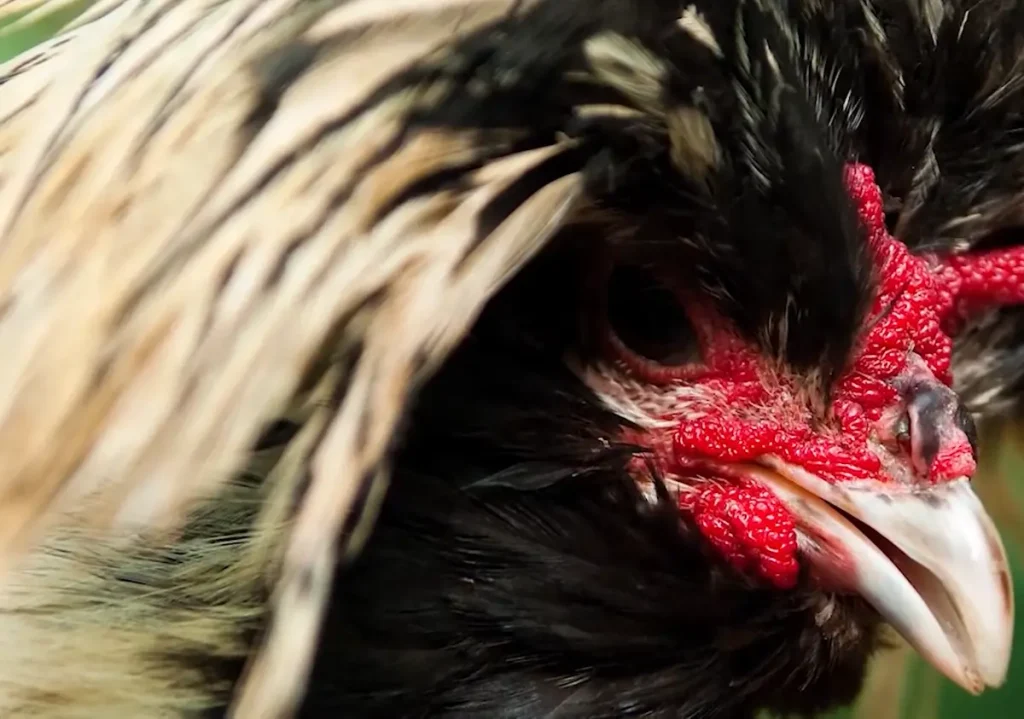 Bearded and Non-Bearded Varieties