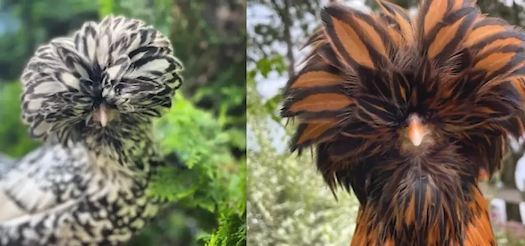 Polish Chicken Appearance