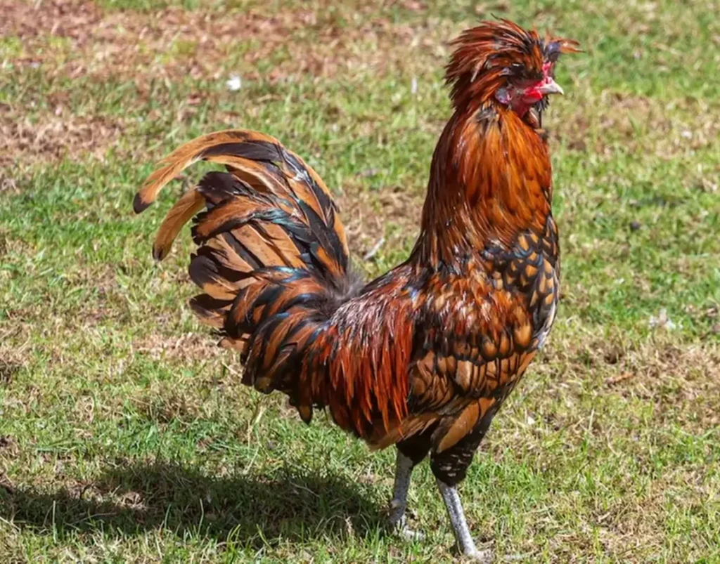 Care and Maintenance