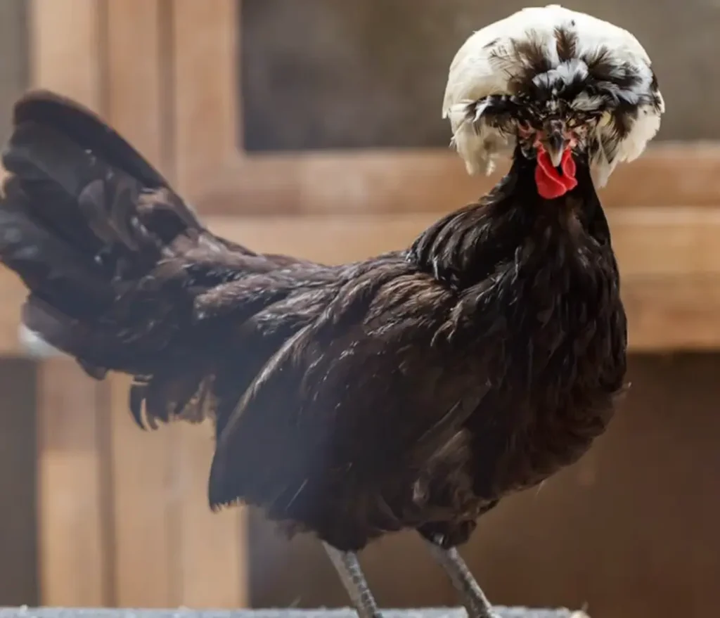 Polish Chicken Care Involve