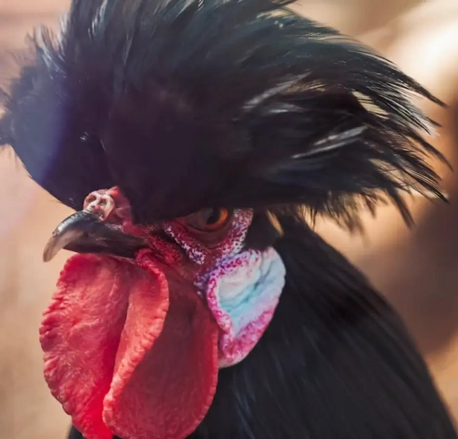 Personality and Social Traits of Polish Chickens