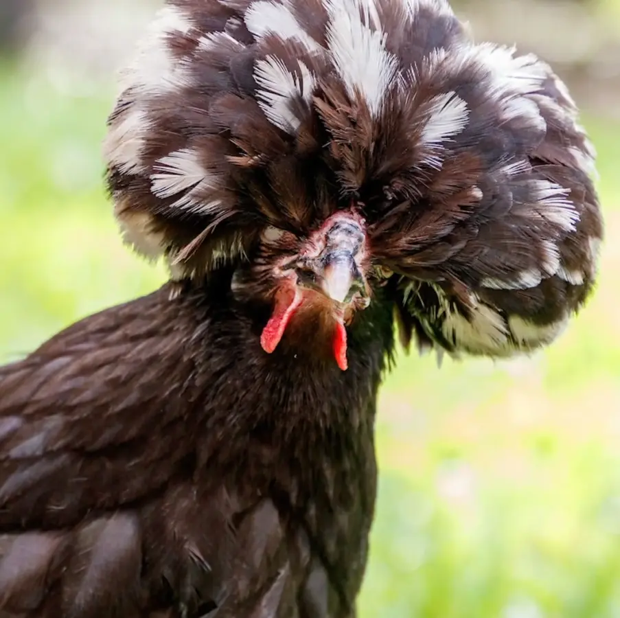 Polish Chicken Lifespan