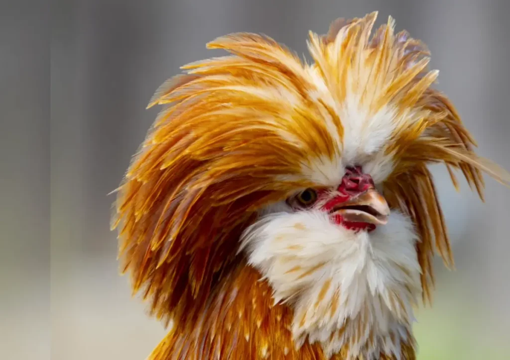 Climate Preferences and Care for Polish Chickens