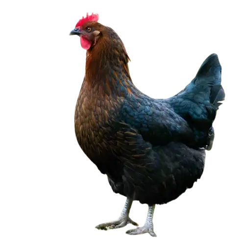 Appearance and Visual Characteristics of Black Sex Link Chickens