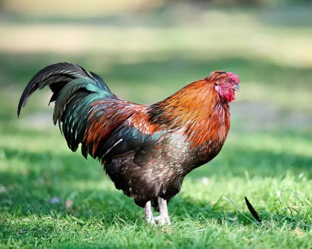 How to Tame a Rooster