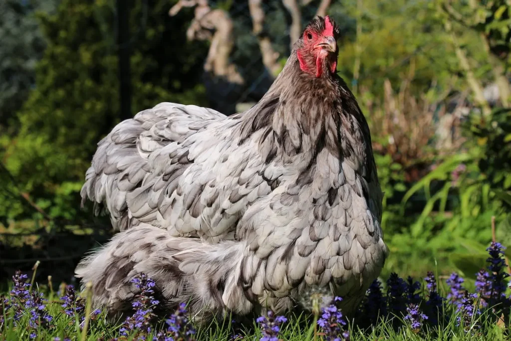 Lavender Orpingtons breed