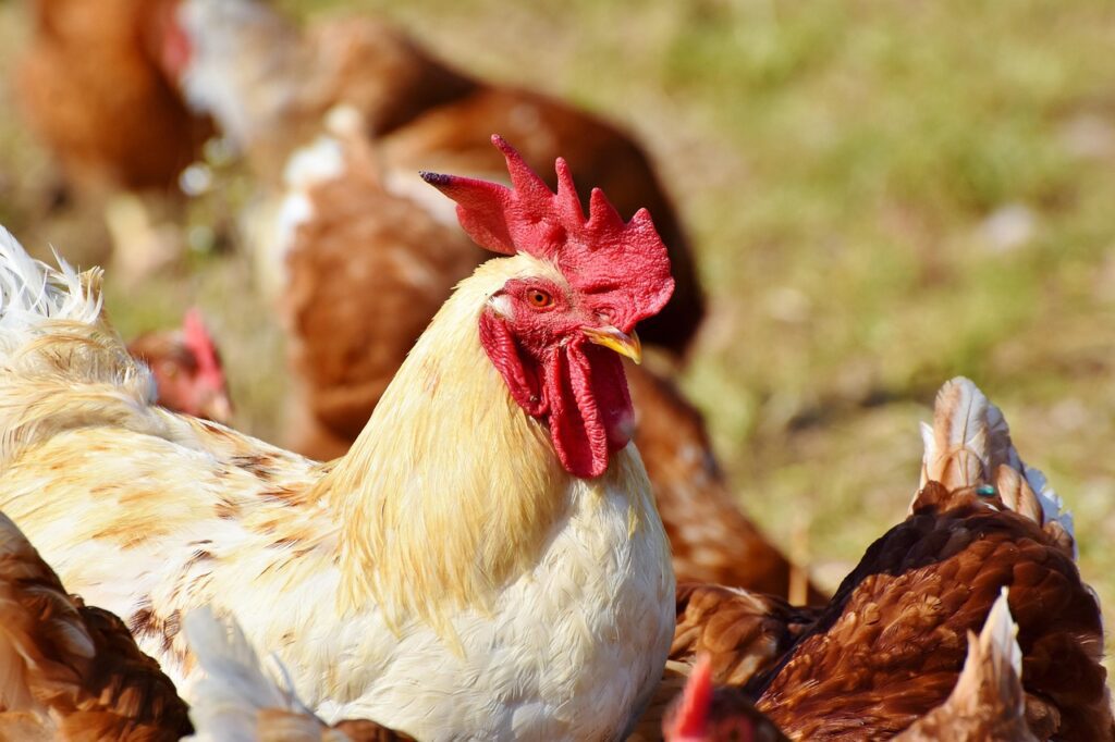 Raising Roosters: Secrets to a Happy and Healthy Flock