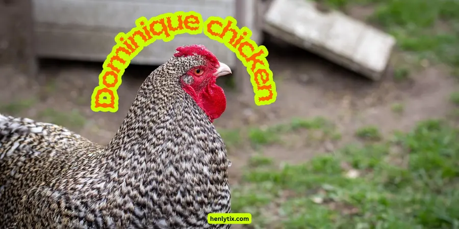 dominique chicken