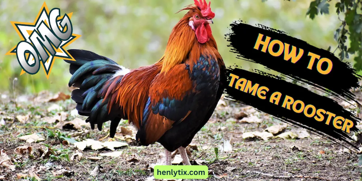 How to Tame a Rooster