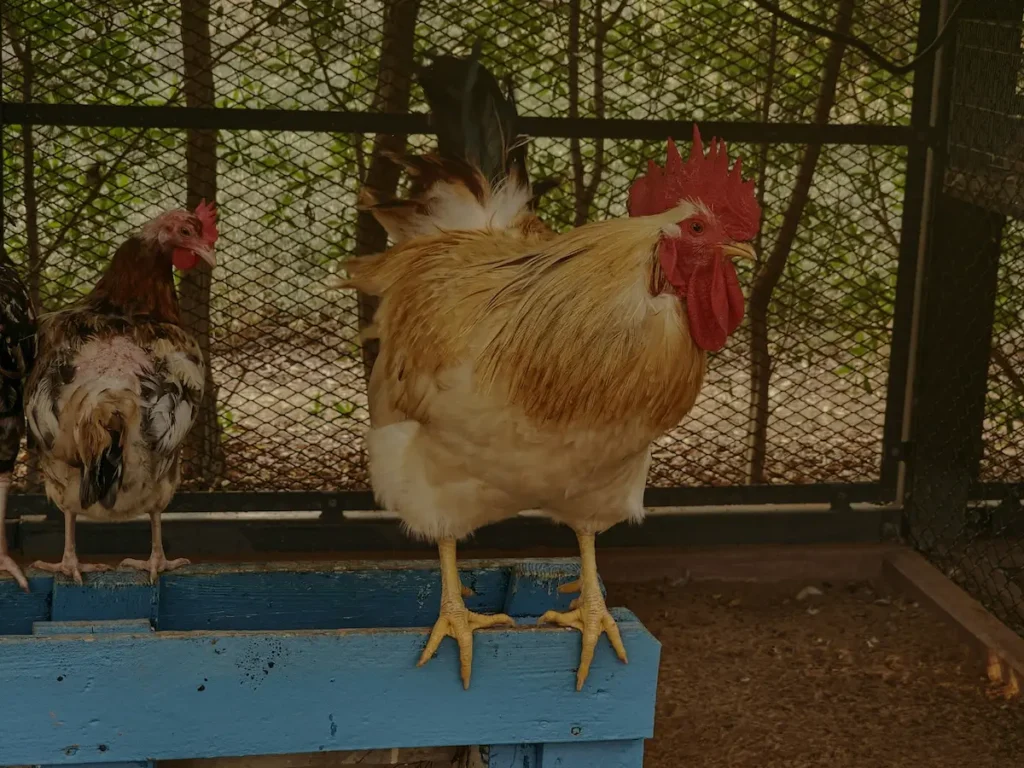 Housing & Daily Care