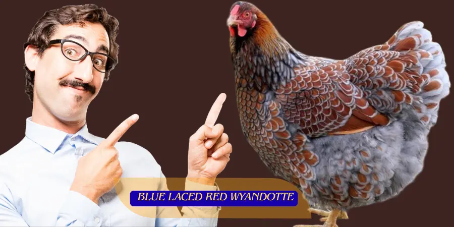 Blue Laced Red Wyandotte