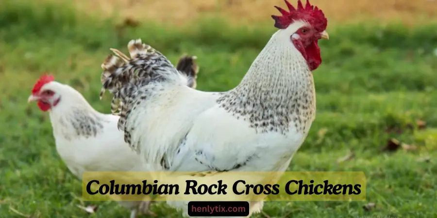 Columbian Rock Cross Chickens