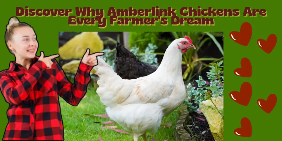 Amberlink Chicken