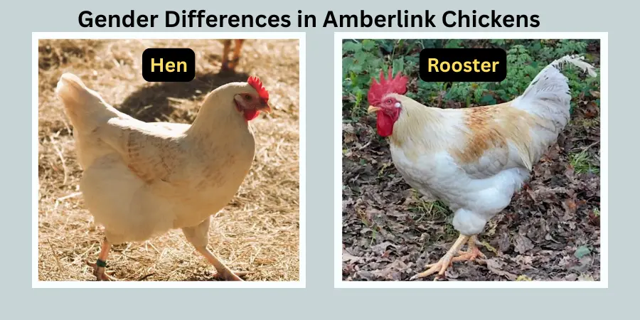 Gender Differences in Amberlink Chickens