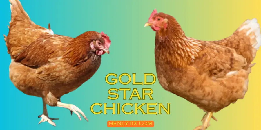 Gold Star Chicken