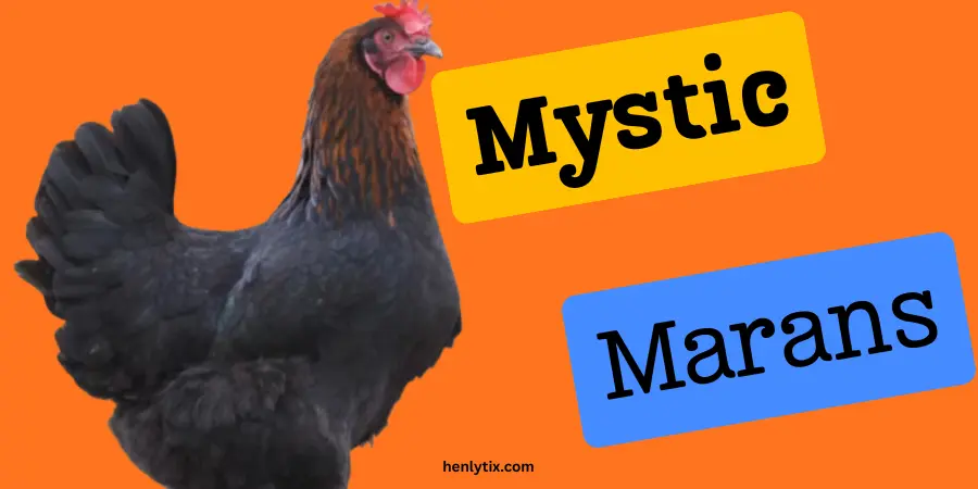 Mystic Marans