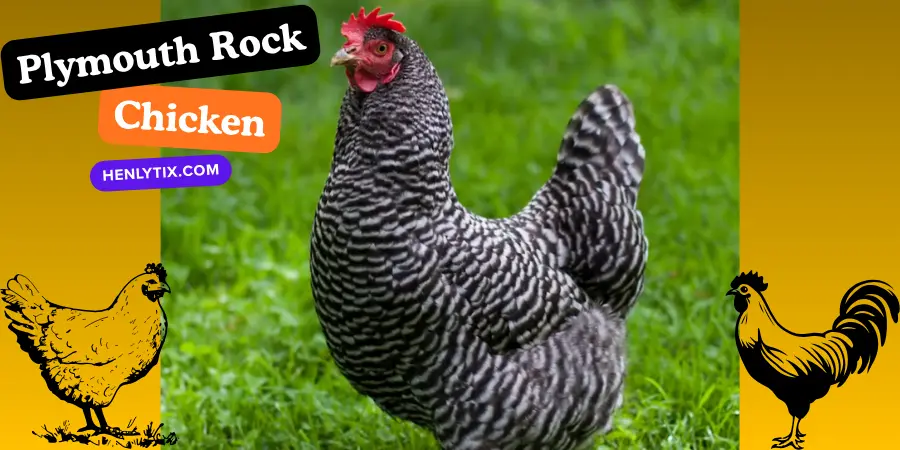 Plymouth Rock Chicken