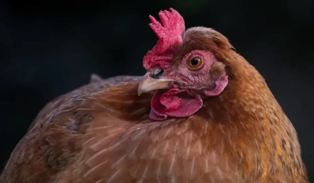 Understanding the Gold Star Chicken
