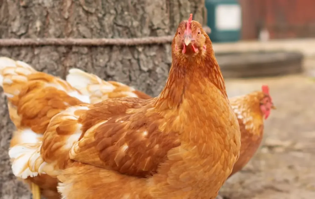 Gold Star Chicken: Essential Facts