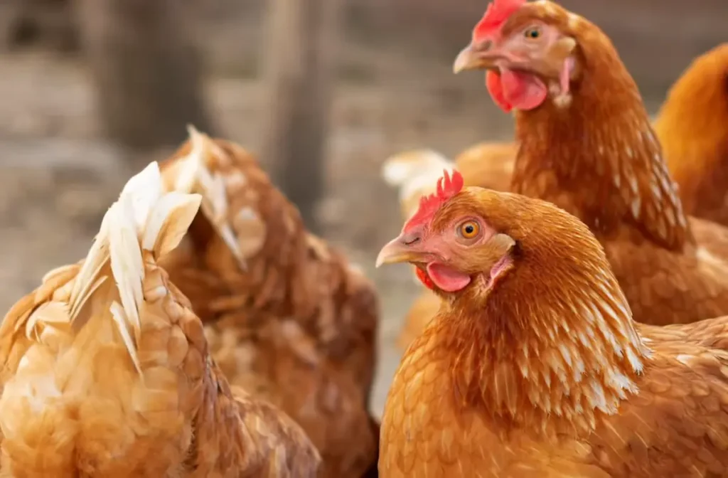 Gold Star Chicken Origin and History