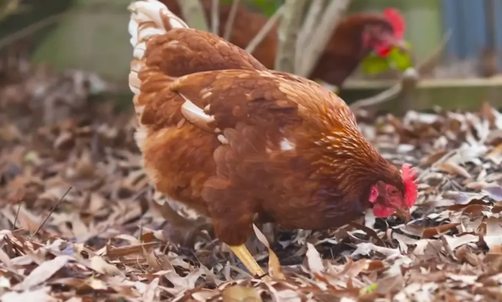 Gold Star Chicken Appearance