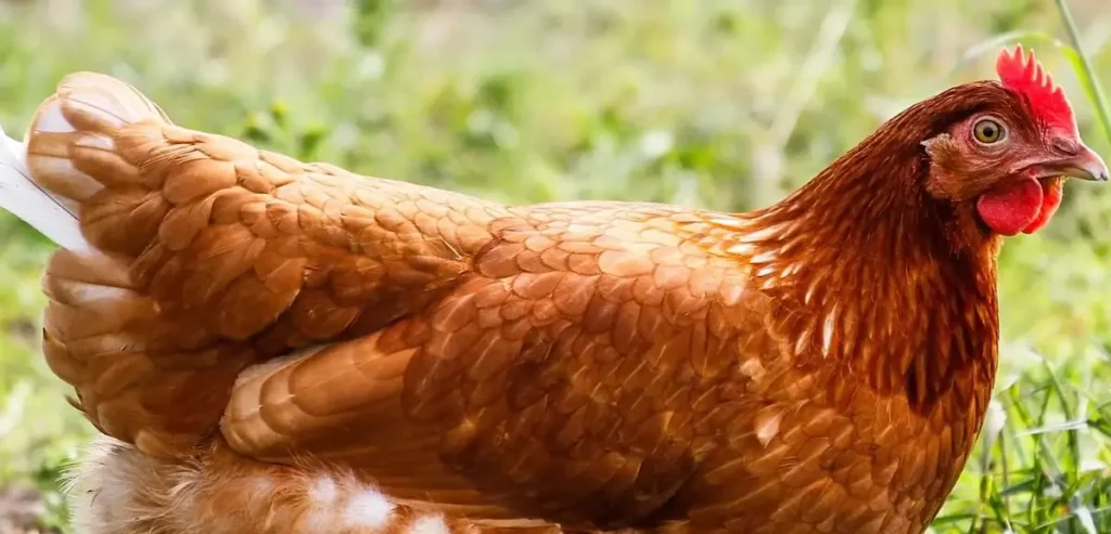 Gold Star Chicken Size and Weight