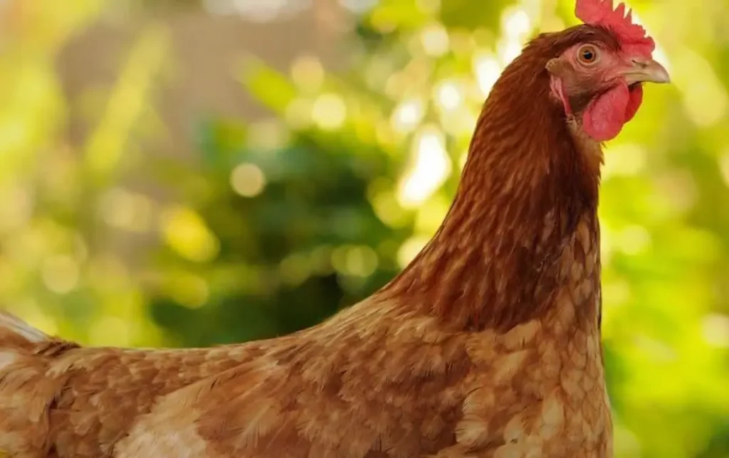 Gold Star Chicken Temperament and Behavior