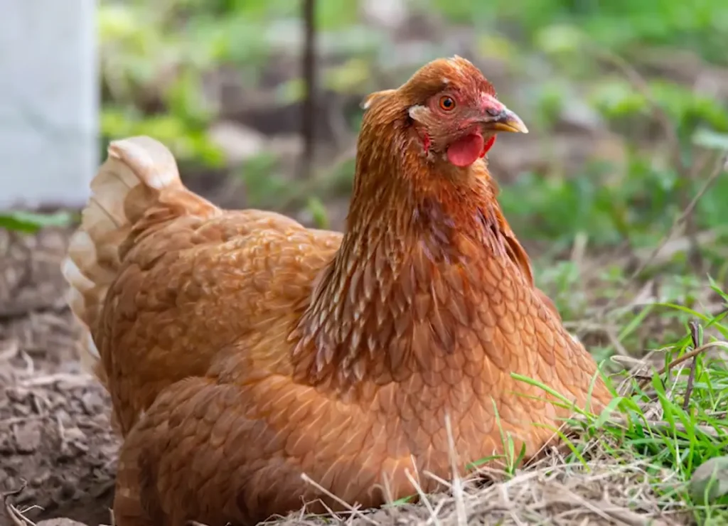 Egg Production and Broodiness of the Gold Star Chicken