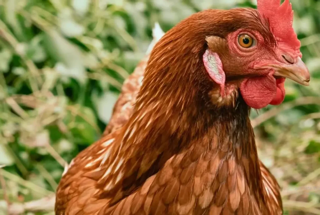 Noise Levels of Gold Star Chickens