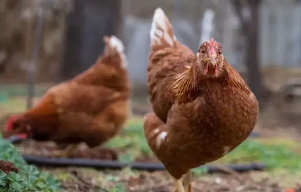 Pricing of Gold Star Chickens