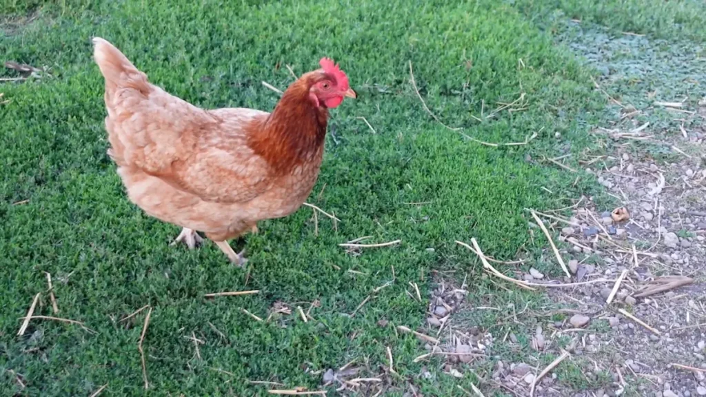 How to Properly Care for Your Gold Star Chickens