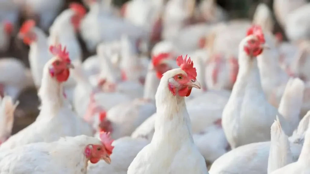 Discover Why Amberlink Chicken Are Every Farmer's Dream