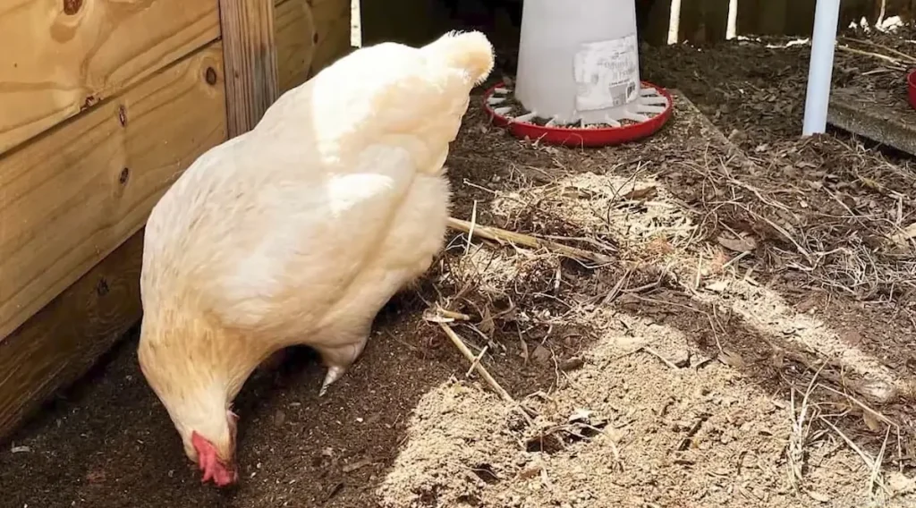 A Hybrid Chicken Breed