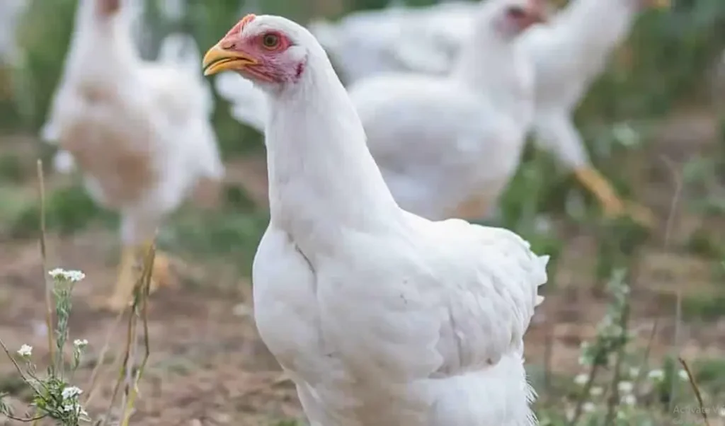 Amberlink Chicken: Pros and Cons of Raising Amberlink Chickens