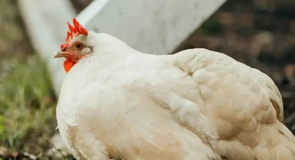 Amberlink Chicken: Appearance and Characteristics