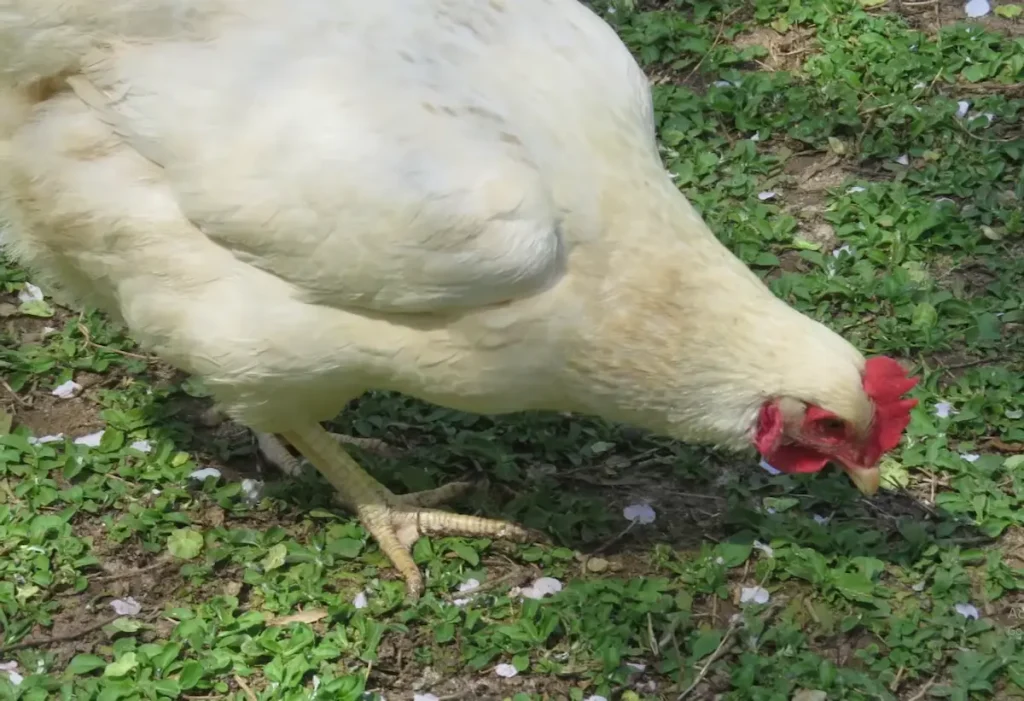 Size, Feathering, and Color