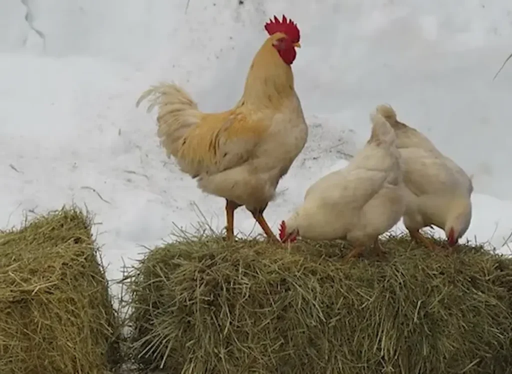 Amberlink Chicken: Personality and Temperament