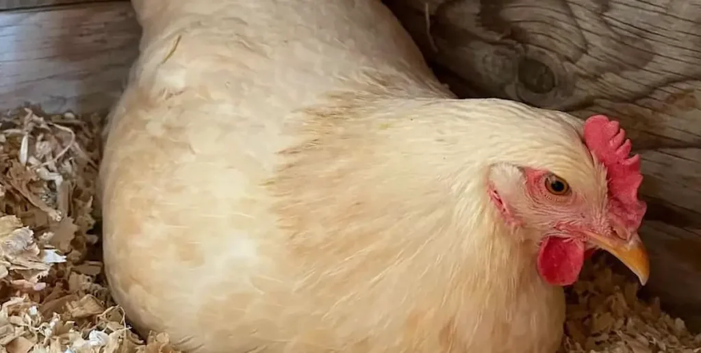 Amberlink Chickens Egg Laying