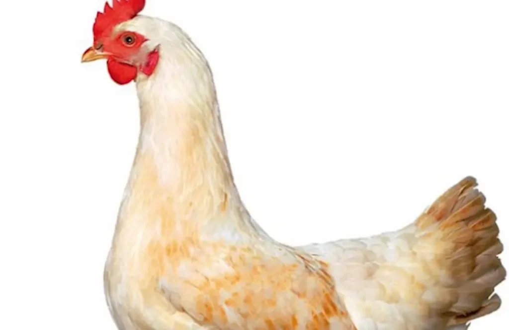 Amberlink Chicken: Lifespan