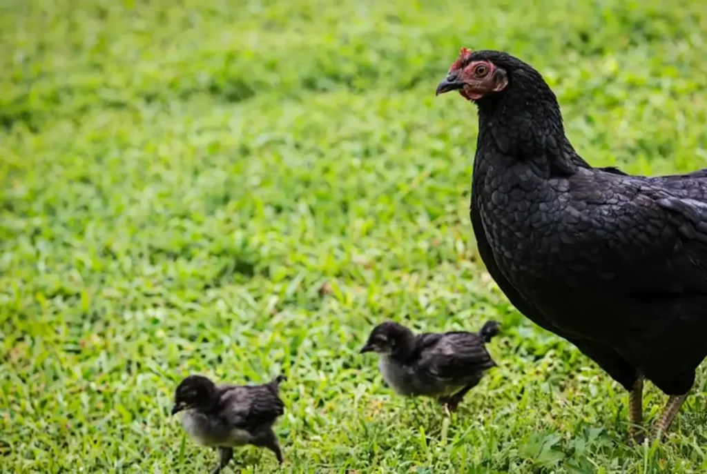 Appearance of Mystic Marans Chicken