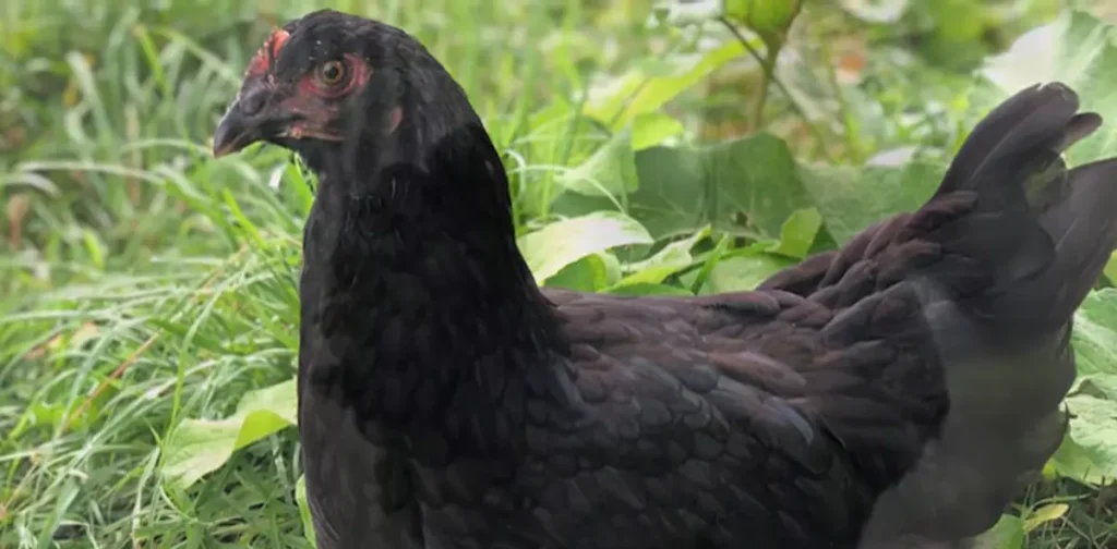 Temperament and Behavior of Mystic Marans Chicken