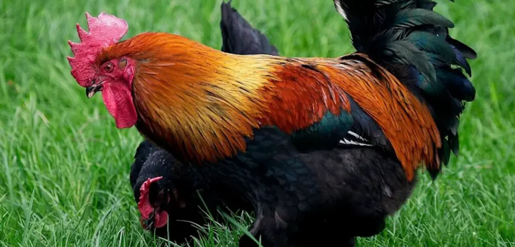 Varieties of Marin's Chicken