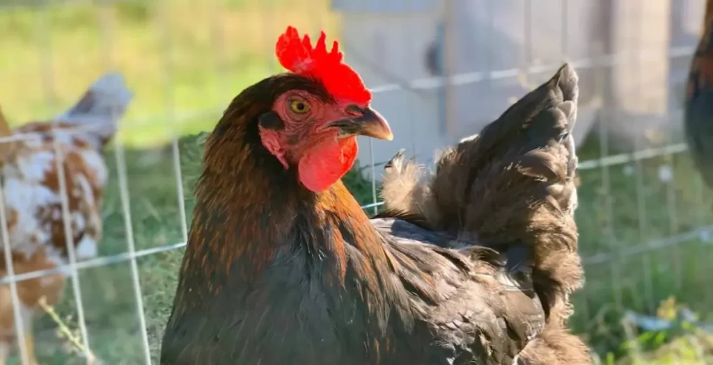 Lifespan and Health Issues