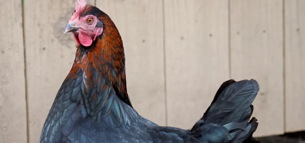 Egg Production and Broodiness of Mystic Marans Chickens